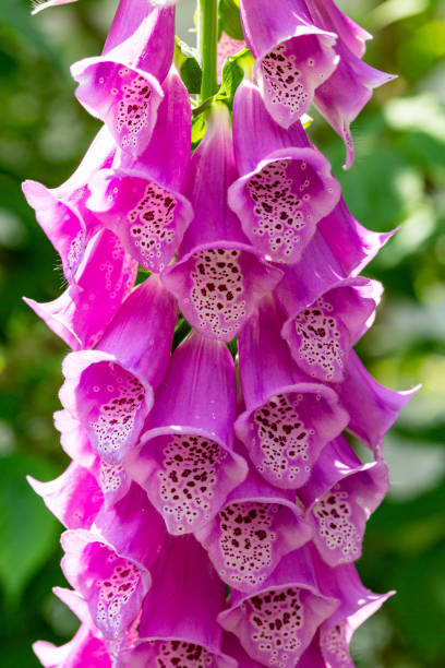 istock Beautiful garden digitalis flower close up. 1401284207