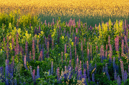 Summer, meadow, flowering lupin (Lupinus perennis).