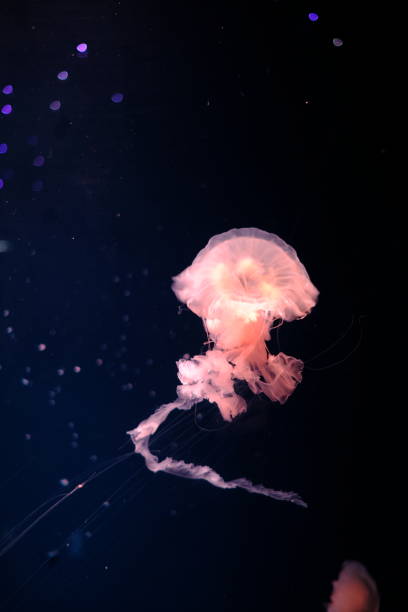 istock jellyfish swimming in big tank 1401285628