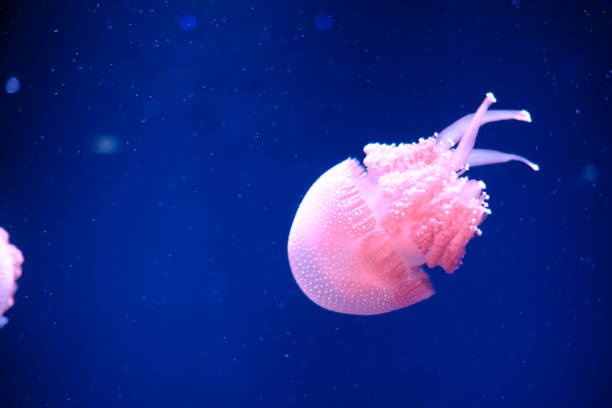 istock jellyfish swimming in big tank 1401285657