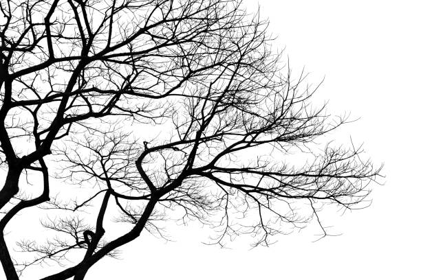 Twigs of a dead tree isolated on a white background, clipping path