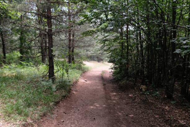 istock Footpath thru the green forest on a sunny day 1401289056