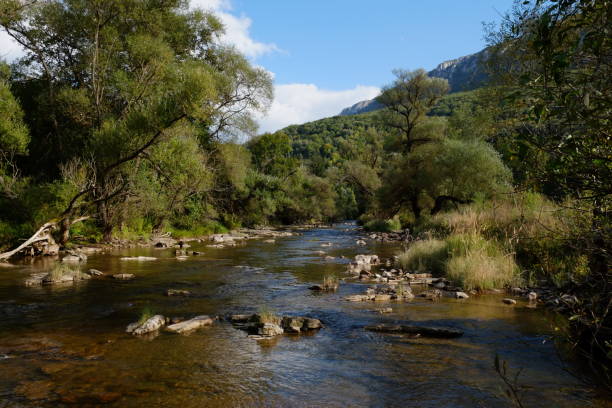istock Mountaiun river flowing thru the forest in summer day 1401289304