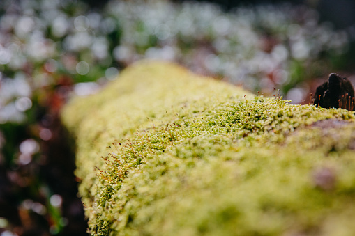 Close up view of a tree trunk covered with moss on a bright sunny day