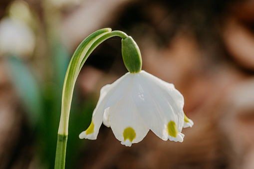 Close up of a spring snowflake flower facing downward with a blurred background