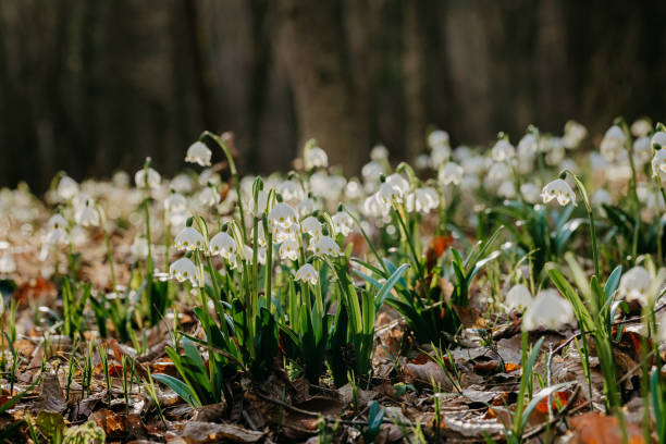 istock Bloom of spring snowflake flowers 1401290082