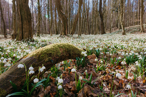 Scenic view of spring snowflake flowers spread out in forest with a bow shaped dead tree trunk covered with moss