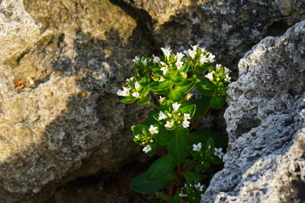 istock Hamaboss flowers blooming on the coast 1401290370