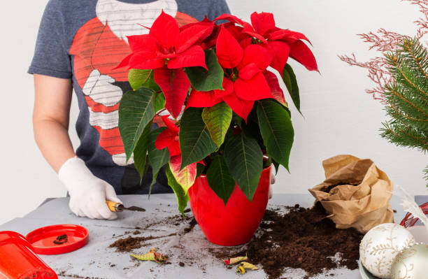 trasplantar la flor de navidad de poinsettia - poinsettia flower potted plant plant fotografías e imágenes de stock