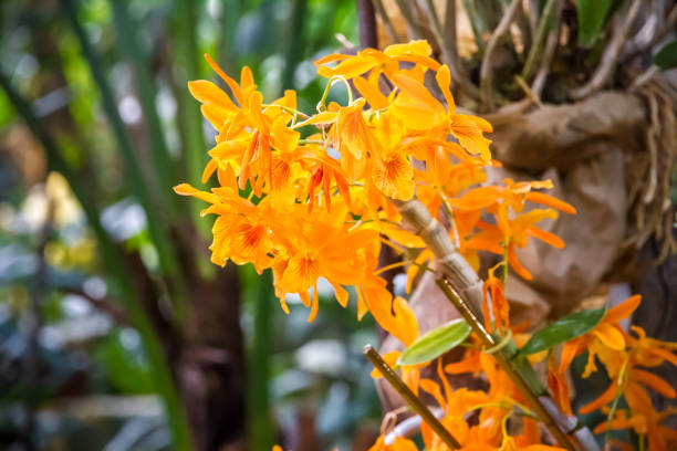 istock Orchid flower, rare species 1401292038
