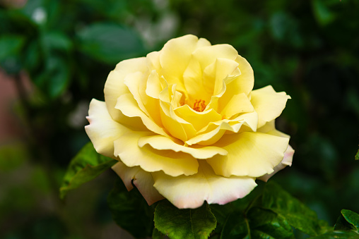 Yellow rose in the garden