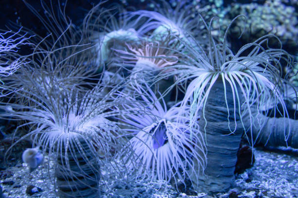 istock Sea anemone close-up view in ocean 1401292271
