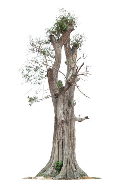 istock The tree grows alone a white background. Leaves fall and fall like life begins again. 1401292483