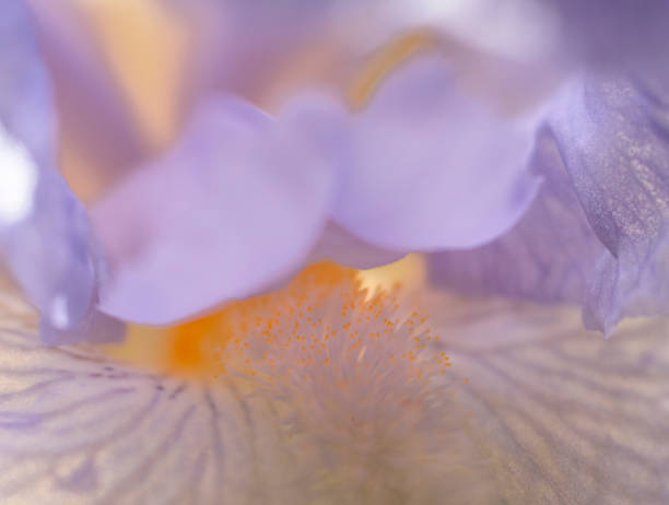 istock Texture of petals and Iris flower close-up 1401292518