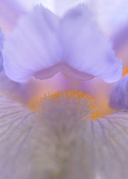 istock Texture of petals and Iris flower close-up 1401292521