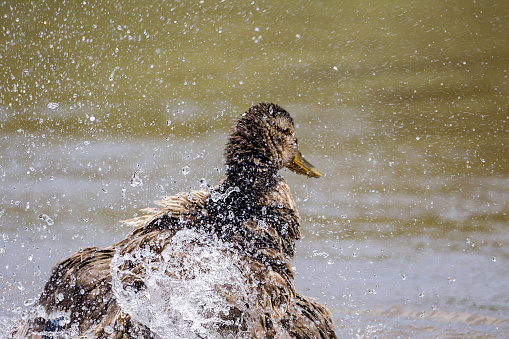 A duck splashing the water