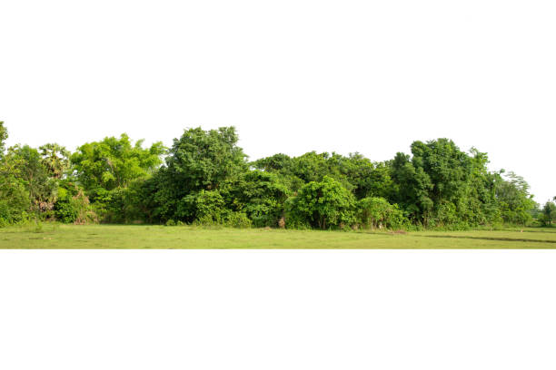 istock View of a High definition Treeline isolated on a white background 1401292737