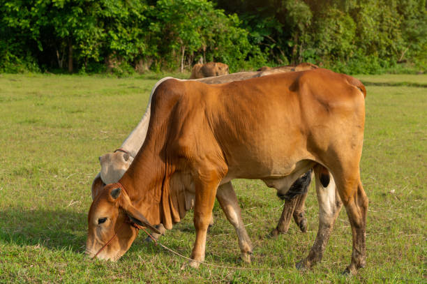 istock Cows is eating grass in the field, Thai cow on a pasture. 1401292908