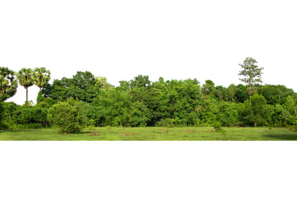 istock View of a High definition Treeline isolated on a white background 1401292957