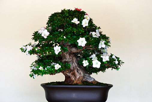 Keeping a decorative bonsai plant in shape. Living room decoration with homeplants.