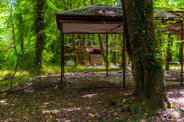 istock Ruins of a old house in a green forest 1401293344