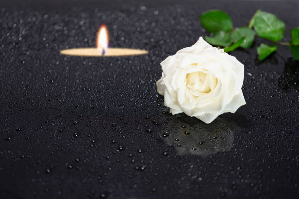 istock close-up white rose flower blossom with blurred candlelight on black background with symbolic teardrops, concept for condolence card, funeral, mourning, thanks with copy space 1401294677