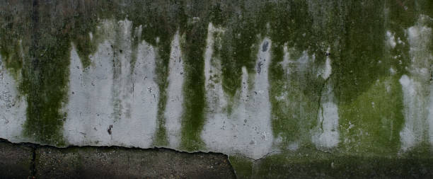 istock Old concrete wall with water drips and traces with moss texture 1401294725