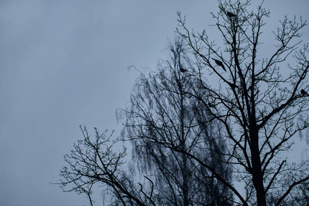 istock Dark tree silhouette with crows sitting on the branch autumn day against the gray sky 1401295517