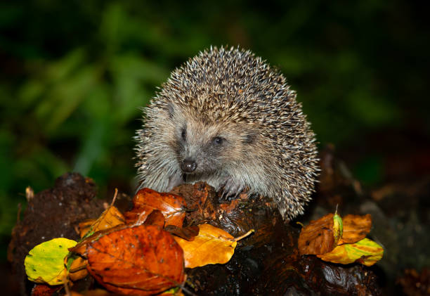 Hedgehog, Scientific name: Erinaceus Europaeus.  Wild, native, European hedgehog in Autumn, foraging in woodland at night. stock photo