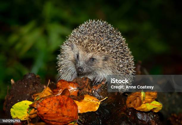 Hedgehog Scientific Name Erinaceus Europaeus Wild Native European Hedgehog In Autumn Foraging In Woodland At Night Stock Photo - Download Image Now