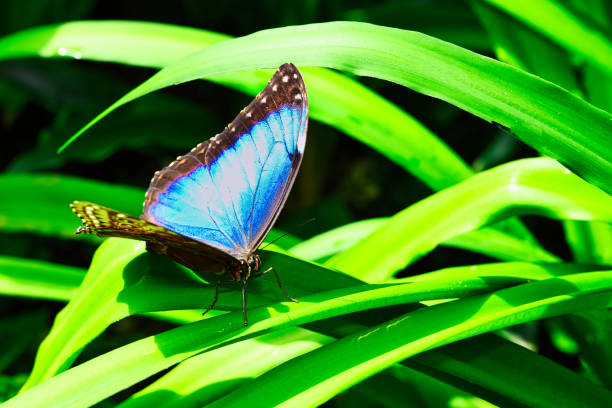 istock Butterflies on beautiful plants 1401296107