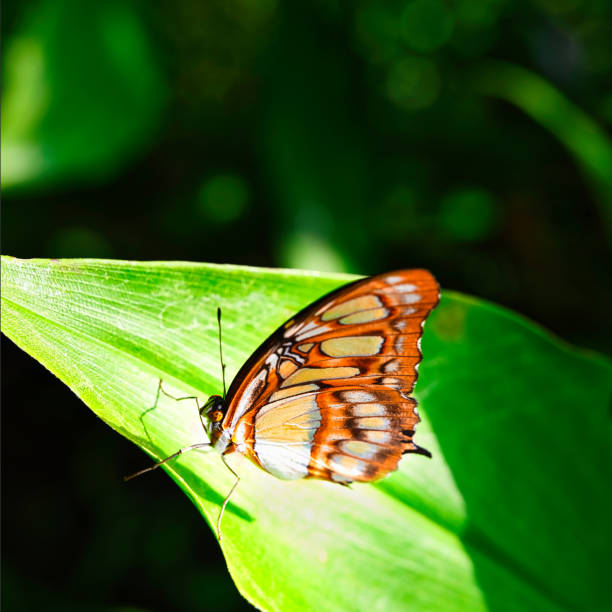 istock Butterfly on wonderful plants 1401296155