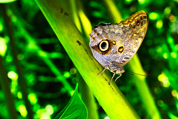 Butterflies on beautiful plants while lingering in the sunshine