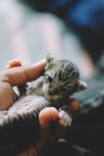 istock cute baby cat playing in bedroom 1401297476
