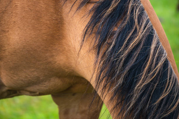 istock Horse neck and mane 1401297537