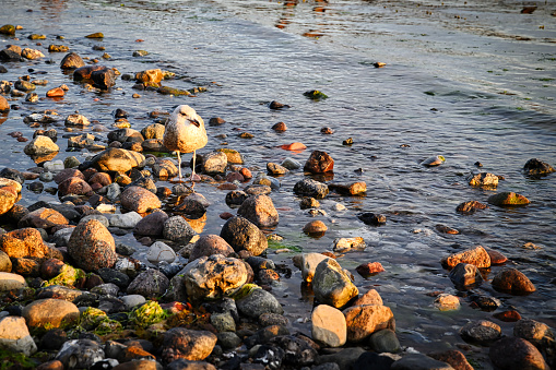 Gull on the stony Baltic Sea beach at sunrise