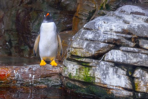 Single penguin standing on the rock . Gentoo penguin habitat