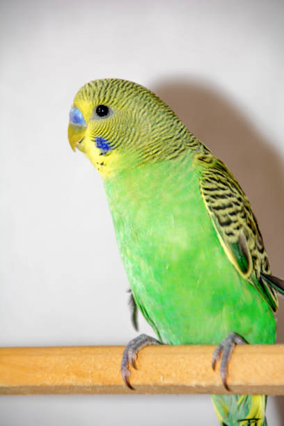istock Green parrot. Beautiful parrot with colors 1401299994