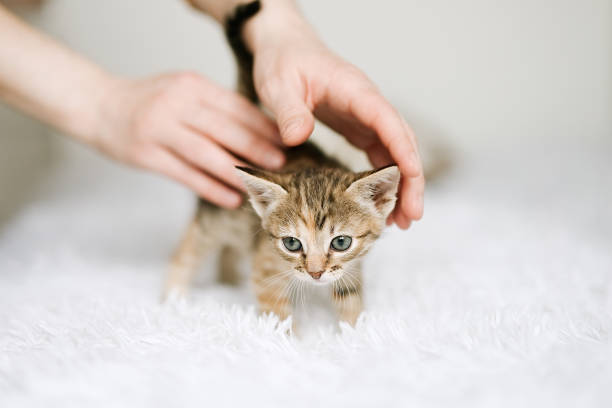 istock Kitten likes being stroked by woman's hand 1401300411