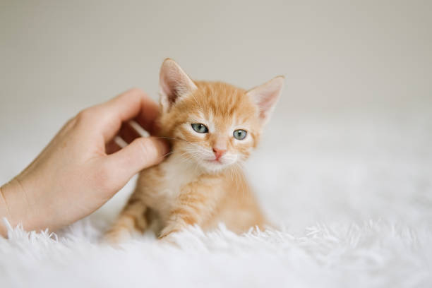istock Kitten likes being stroked by woman's hand 1401300425