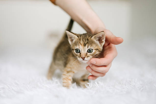istock Kitten likes being stroked by woman's hand 1401300489