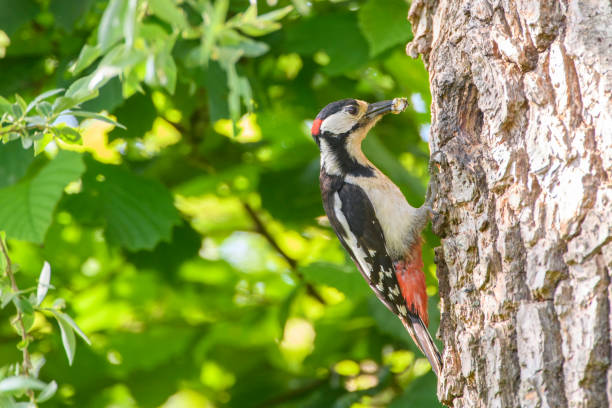 istock Great Spotted Woodpecker feeding a chick in its hole in a tree during springtime 1401302747