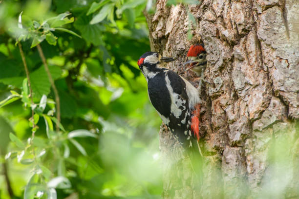 istock Great Spotted Woodpecker feeding a chick in its hole in a tree during springtime 1401302933
