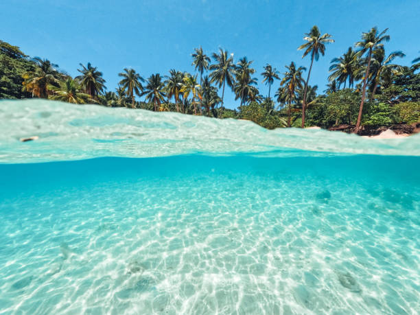 istock Tropical Island Palm and underwater 1401302958