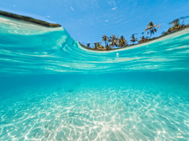 istock Tropical Island Palm and underwater 1401302982