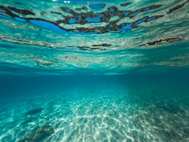 istock Tropical Island Palm and underwater 1401302998
