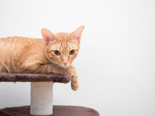 istock Orange cat lay on cat condo look at camera copy space right white background 1401303049
