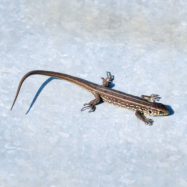 istock Gray lizard basks in the sun on a sheet of iron 1401303214
