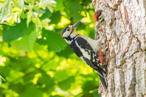 istock Great Spotted Woodpecker feeding a chick in its hole in a tree during springtime 1401303241