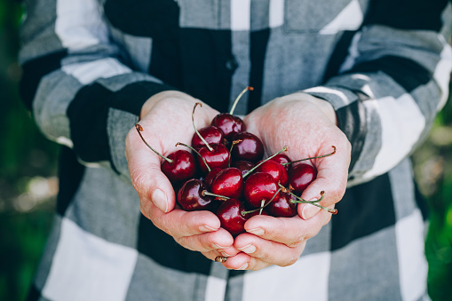 Cherry. Farmers hands with freshly harvested sweet cherries. Fresh organic berries.